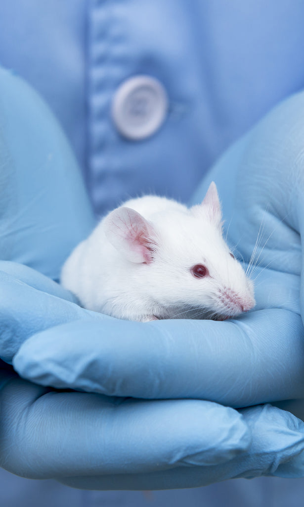 Unveiling the Sleep-Enhancing Potential of Ganoderma lucidum: Insights from the Study "Extract of Ganoderma lucidum prolongs sleep time in rats"