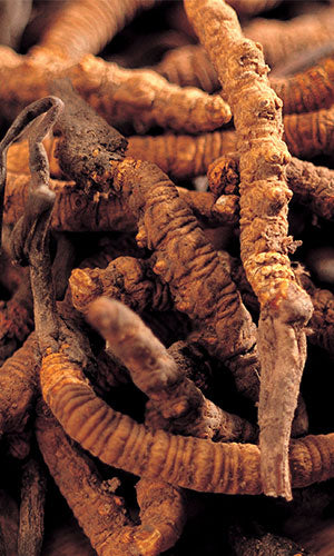 Cordyceps and Energy The Scientific Evidence